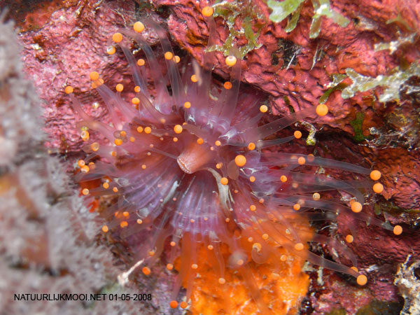 Pseudocorynactis caribbeorum